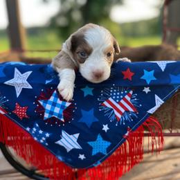 Firecracker - Red merle female Miniature Australian Shepherd puppy in Doddridge, Arkansas from Huddleston Farm