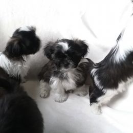 Shih Tzus from Darene Jordan