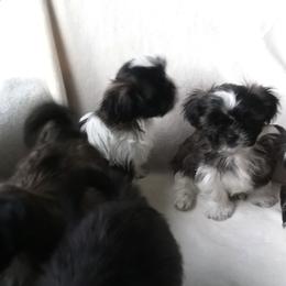Shih Tzus from Darene Jordan