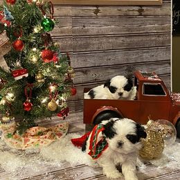 Shih Tzu Puppies from GiGi’s Little Tzu