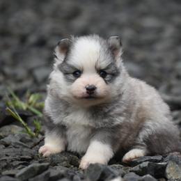 Aspen - Gray and white female Pomsky puppy in Coos Bay, Oregon from Ocean View Pomskies