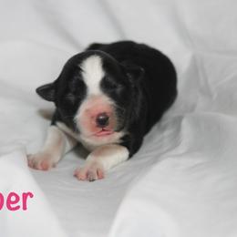 Whisper - Black and white female Border Collie puppy in Cedartown, Georgia from Ferguson Border Collies