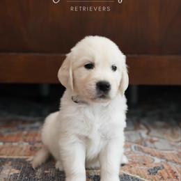 Golden Retriever Puppies from GoldenStory Retrievers