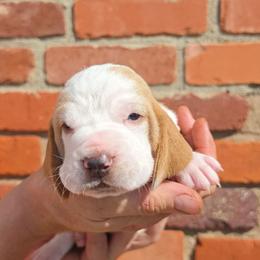 Dolly - Red and white female Basset Hound puppy in Bellaire, Ohio from Blessed Bassets