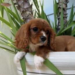Ruby - Ruby female Cavalier King Charles Spaniel puppy in Temecula, California from Diamond Cavaliers