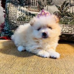 Honey - Cream female Pomeranian puppy in Green Cove Springs, Florida from Natasha's Ark of Joy