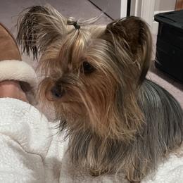 Oli - Yorkshire Terrier