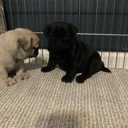 AKC Black Male - Black male Pug puppy in Barry, Illinois from Tina’s Pugs