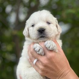 Red Collar Boy - Light golden male Golden Retriever puppy in Utah from Deseret Peak Goldens