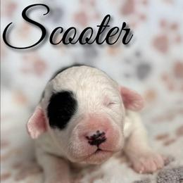 SCOOTER - Black and white male Sheepadoodle puppy in Saint Cloud, Florida from Rising Star Kennels