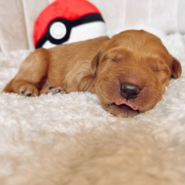 Goldendoodle Puppies from Summer Sun Doodles