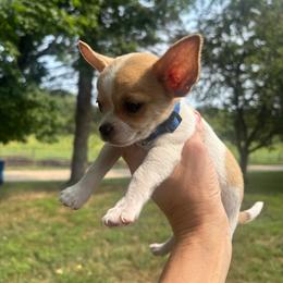 Dark blue male - Black sabled fawn male Chihuahua puppy in Isanti, Minnesota from Happy Little Chihuahuas