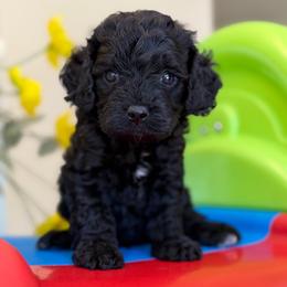 Male 1 - Black male Cavapoo puppy in Yuciapa, California from AlltheDoodlez_