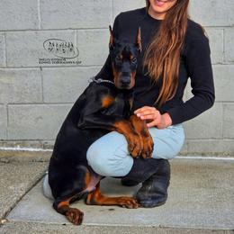Jaguar - Black and rust male Doberman Pinscher puppy in China Township, Michigan from Snell's Superior Kennel Dobermann & GSP