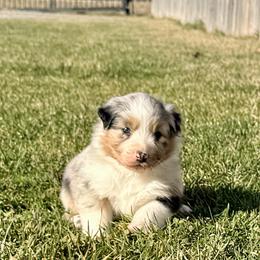 Hot Sauce (red collar) - Blue merle male Australian Shepherd puppy in Ashland, Ohio from SS Australian Shepherds
