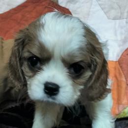 Chip - Blenheim male Cavalier King Charles Spaniel puppy in Franklin, North Carolina from Cavaliers of the County Macon