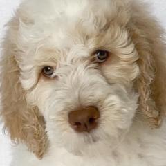 Alan (red collar) - Parti Goldendoodle puppy in Modesto, California from HoneyBee’s Doodles and Poodles