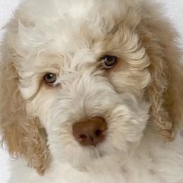 Alan (red collar) - Parti Goldendoodle puppy in Modesto, California from HoneyBee’s Doodles and Poodles