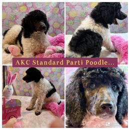 Molly - Parti Poodle puppy in Lakeland, Florida from Gulfside Poodles