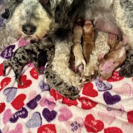 Goldendoodle puppies from Gilbert Az Doodles