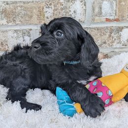 Smoky - Black and white Portuguese Water Dog puppy in Jacksonville, Florida from Filo House