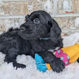 Smoky - Black and white Portuguese Water Dog puppy in Jacksonville, Florida from Filo House