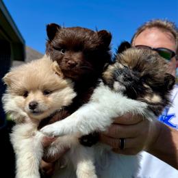 Pomeranian puppies from Cece’s Perfect Poms