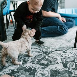 Goldendoodle and Golden Retriever Puppies from Poofy Puppies