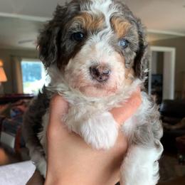 Simea - Tri-color female Bernedoodle puppy in Yuba City, California from Ranch House Doodles