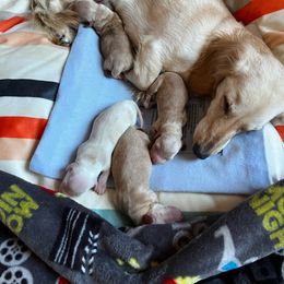 Dachshund Puppies from KaMilira Shore Dachshunds