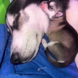 Siberian Husky Puppies from Husky Breeds