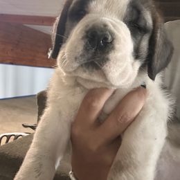 Female - Brown and white female Saint Bernard puppy in Philipsburg, Pennsylvania from Steel City Saint Bernards