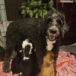 May Flower - Sheepadoodle
