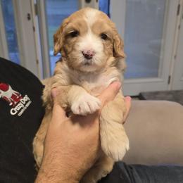 Katie - mint - Apricot female Goldendoodle puppy in Phoenix, Arizona from Kerri's Goldendoodles