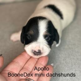 Boy 3 - Black and tan male Dachshund puppy in Lexington, Oklahoma from Terry's Dachshunds (BooneDox Mini Dachshunds)