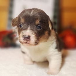 Bluey - Gray and white female American Corgi puppy in Gouverneur, New York from St. Lawrence Corgis