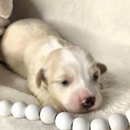 Tilly - Fawn female Havanese puppy in Trinity, Alabama from Tooties Cuties Havanese