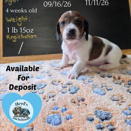 Batty Koda - Brindle male Dachshund puppy in Hoquiam, Washington from Heyd's Mini Dachshunds