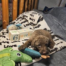 Purple - Brown female Chesapeake Bay Retriever puppy in Merlin, Oregon from Creekside Chesapeakes