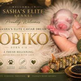 Tobiko - Fawn male Chihuahua puppy in New Castle, Delaware from Sasha’s Elite Kennel LLC