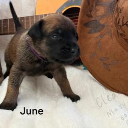 June - Apricot female Mastiff puppy in Sioux Falls, South Dakota from Clearbrook Mastiffs