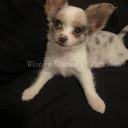 Chihuahua and Chinese Crested Puppies from Western Kentucky Chihuhua and Chinese Crested