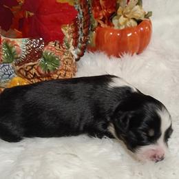Boy 5 - male Australian Shepherd puppy in Sparta, Tennessee from SugarWood Australian Shepherds
