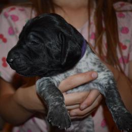Ghost-purple - Black and white female German Shorthaired Pointer puppy in Riverdale, Michigan from Ninemire Farm