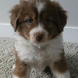 Wrinkles - Red tri-color male Miniature American Shepherd puppy in Santa Rosa, California from BennettValleyAussies