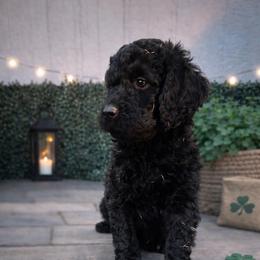 Eddie Munson - Black male Bernedoodle puppy in Bennett, Colorado from Darling Paws, LLC