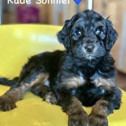 Kade Sonnier - Black phantom male Aussiedoodle puppy in Lancaster, Minnesota from Finney Ranch