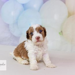 Aussiedoodle Puppies from Dreamcatcher Dogs
