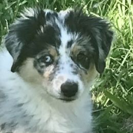 Vera - Australian Shepherd