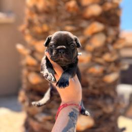 Green - Black and tan male French Bulldog puppy in Avondale, Arizona from BigDiamondFrenchies